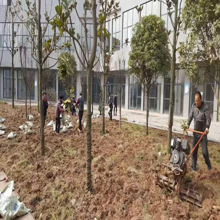成都营养土 腐殖土 水稻基质 有机土 草炭土 加工企业