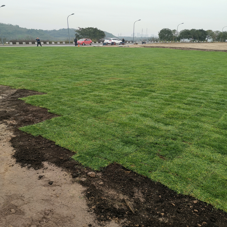 重庆营养土 轻质种植土 营养土 草炭土 屋顶轻质土 厂家地址