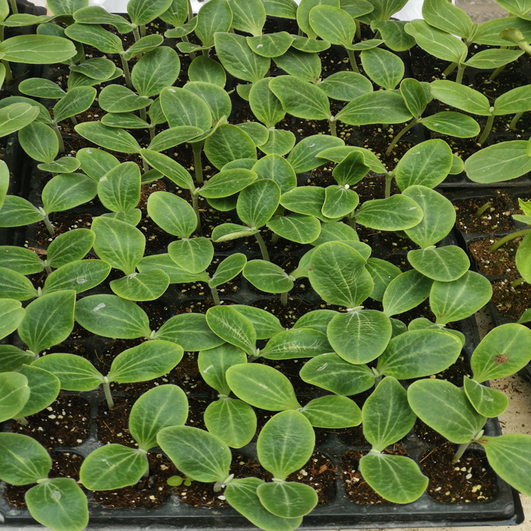 重庆营养土 腐叶土 轻质种植土 营养土 草炭土 厂家直供