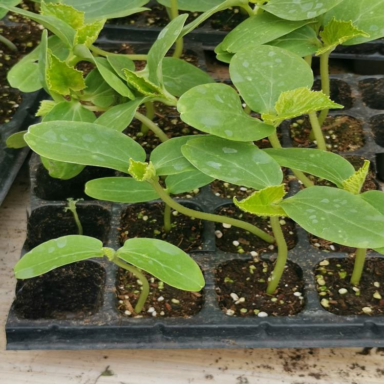 重庆营养土 轻基质 泥炭土 腐叶土 轻质种植土 厂家直销