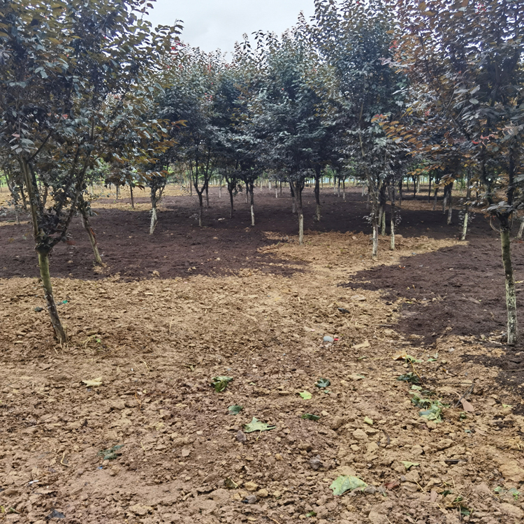 重庆营养土 基质土 育苗基质 腐殖土 水稻基质 厂家销售电话