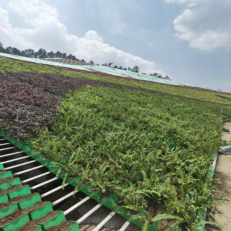 重庆营养土 腐殖土 屋顶轻质土 基质土 育苗基质 价格