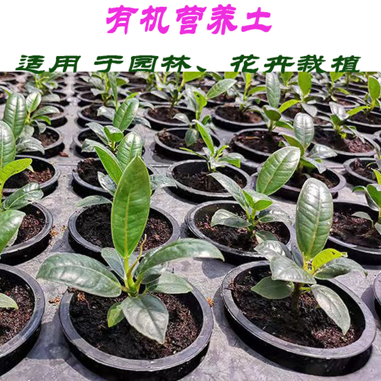 成都营养土 屋顶轻质土 营养土 轻基质 腐殖土 址址